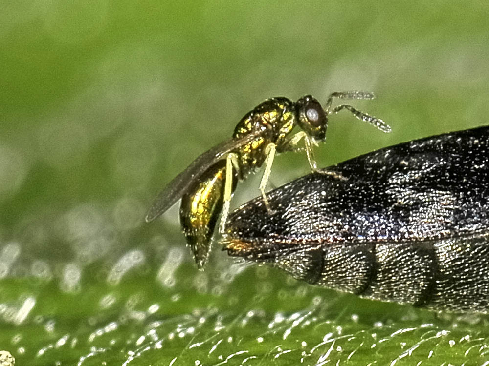 Coraebus rubi e Torymidae (rapporto impossibile)